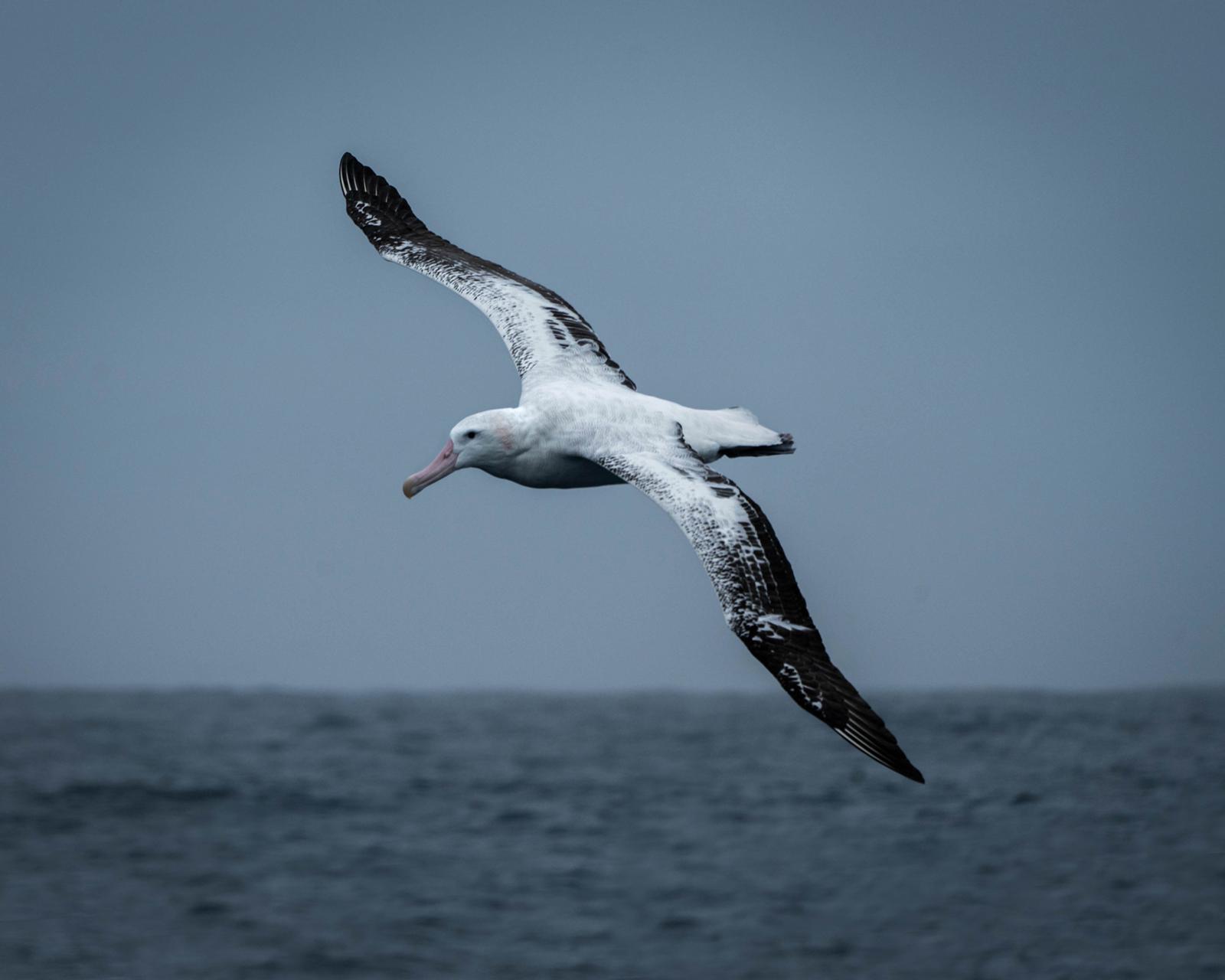 Antarctic Albatross Soaring Over Ocean, Cloudy Sky Backdrop