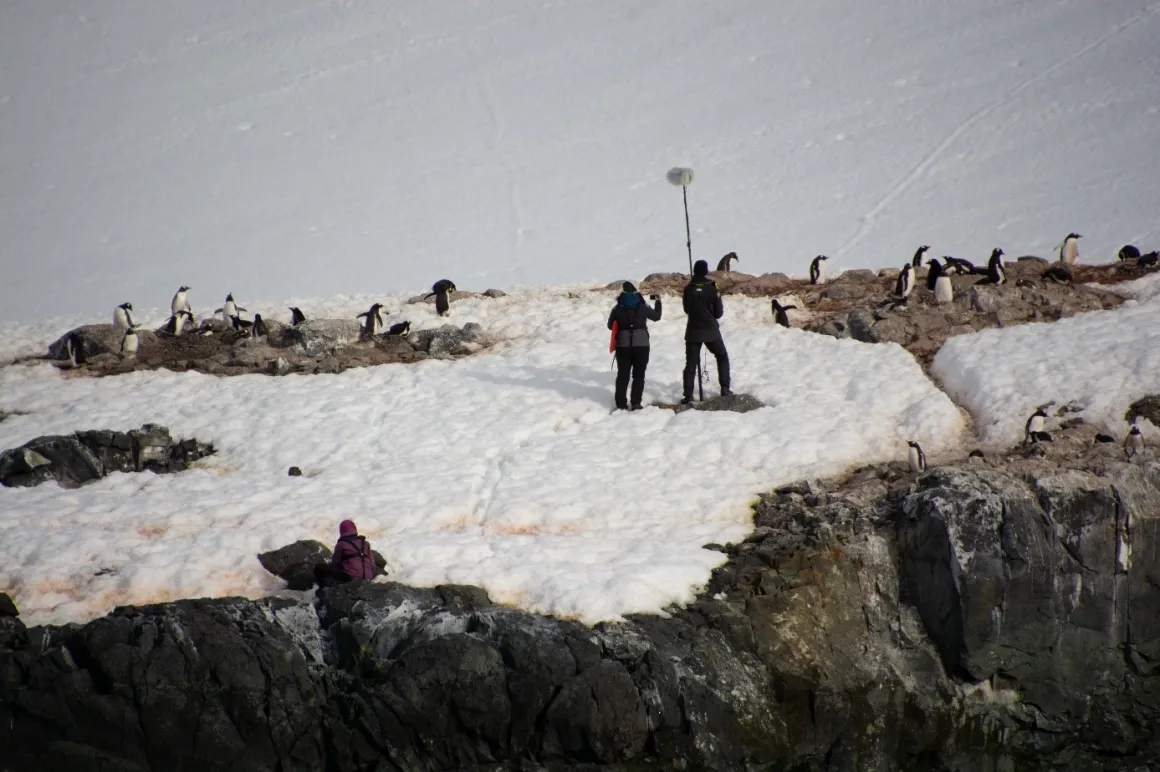 Snowy landscape with penguins and two people observing in Antarctica.