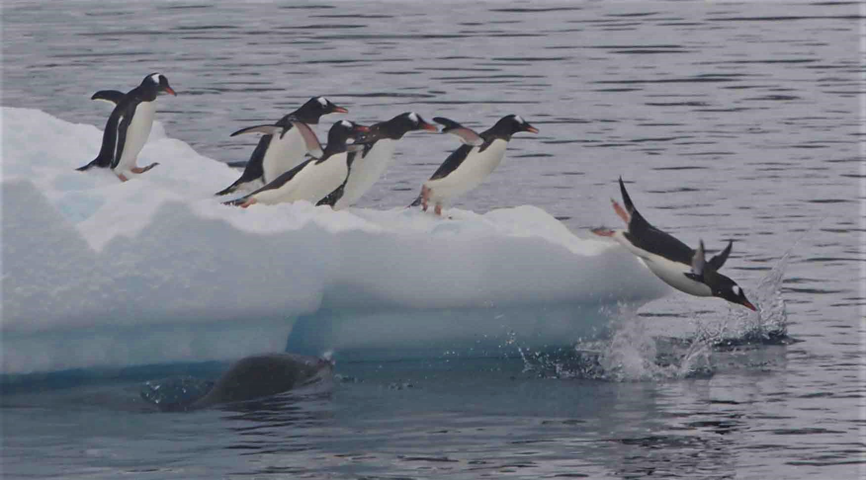 Group of penguins on an iceberg, with some jumping into the water, creating splashes below in Antarctica.