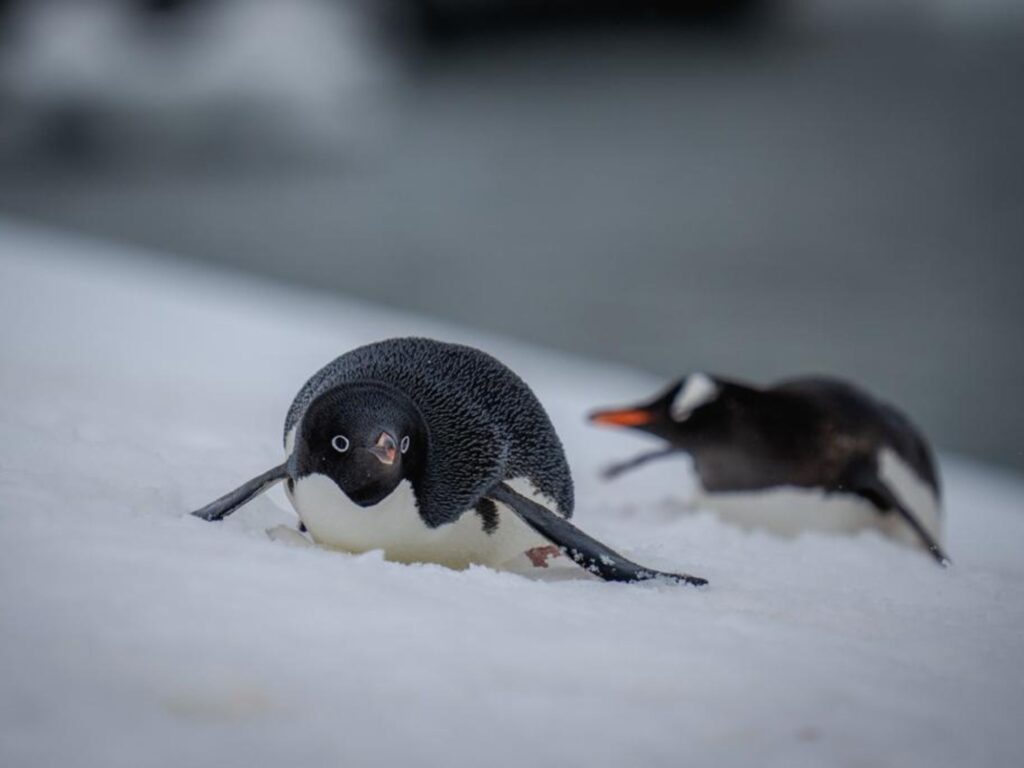 Antarctica weather 3