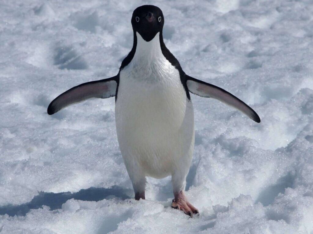 Pinguin
