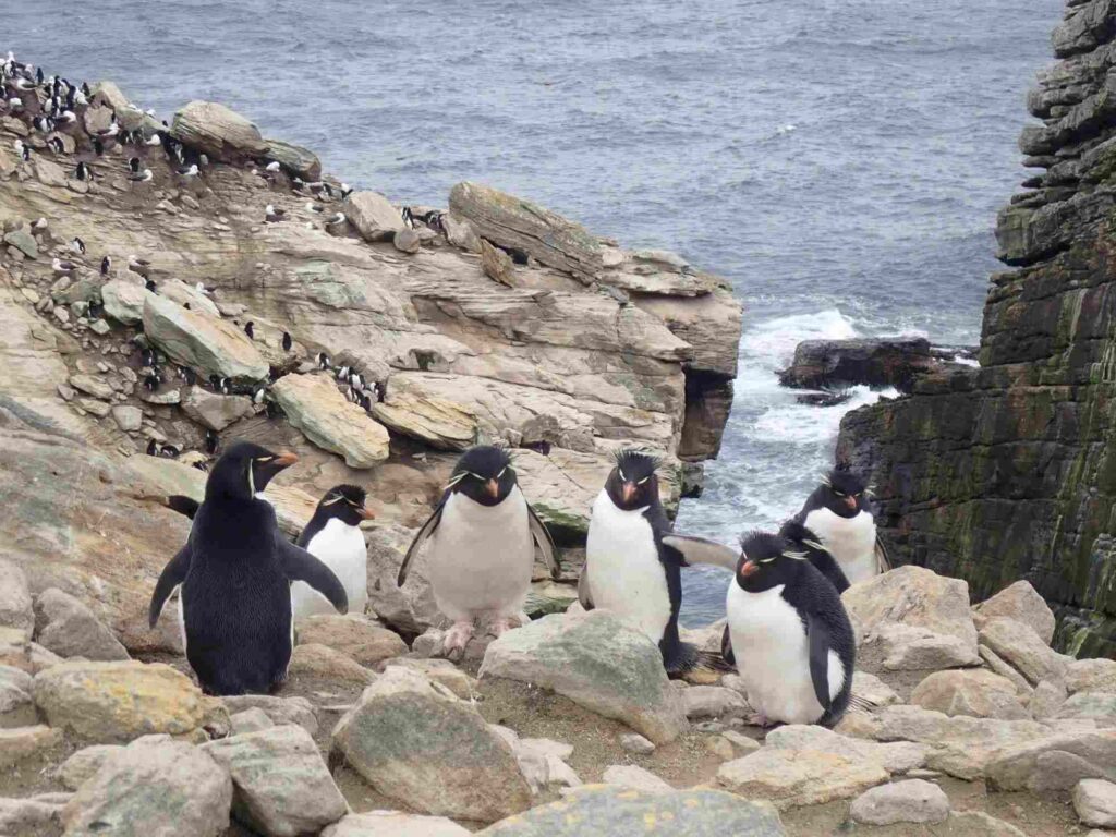 Pinguins Falkland island