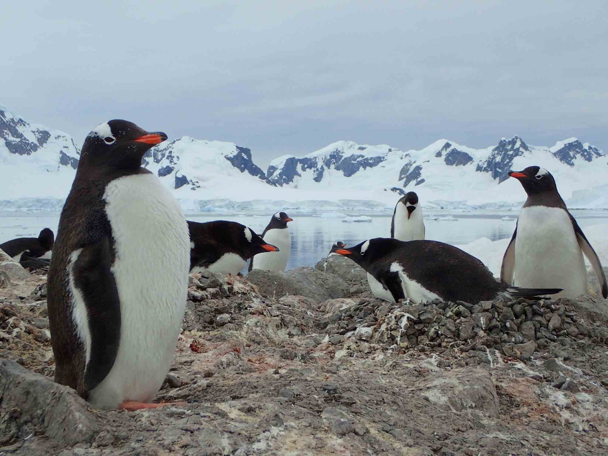 Penguins in Antarctica on rocky terrain with snowy mountains backdrop.