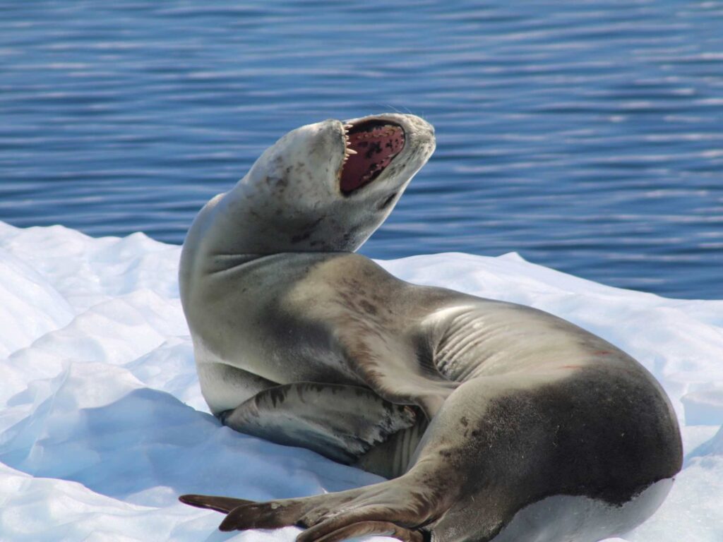 Seal resting on ice near water in Antarctica with snowy mountains in background.