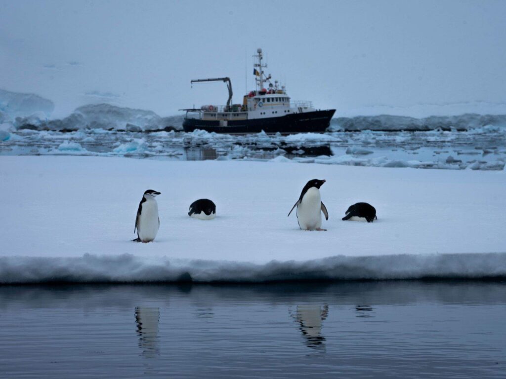 Penguins on ice floe with ship in background in Antarctica.