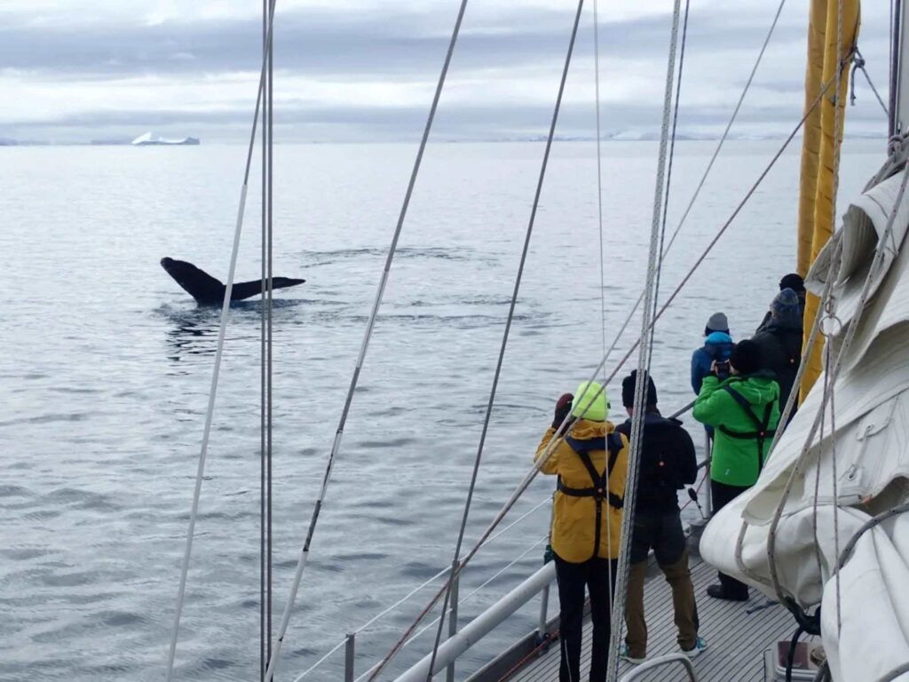 Whale diving near a boat in Antarctica, people watching from the deck.