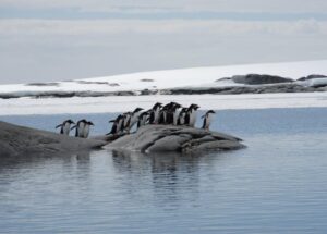 Pengüins Antarctica