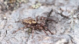 Spider on Isla de los Estados