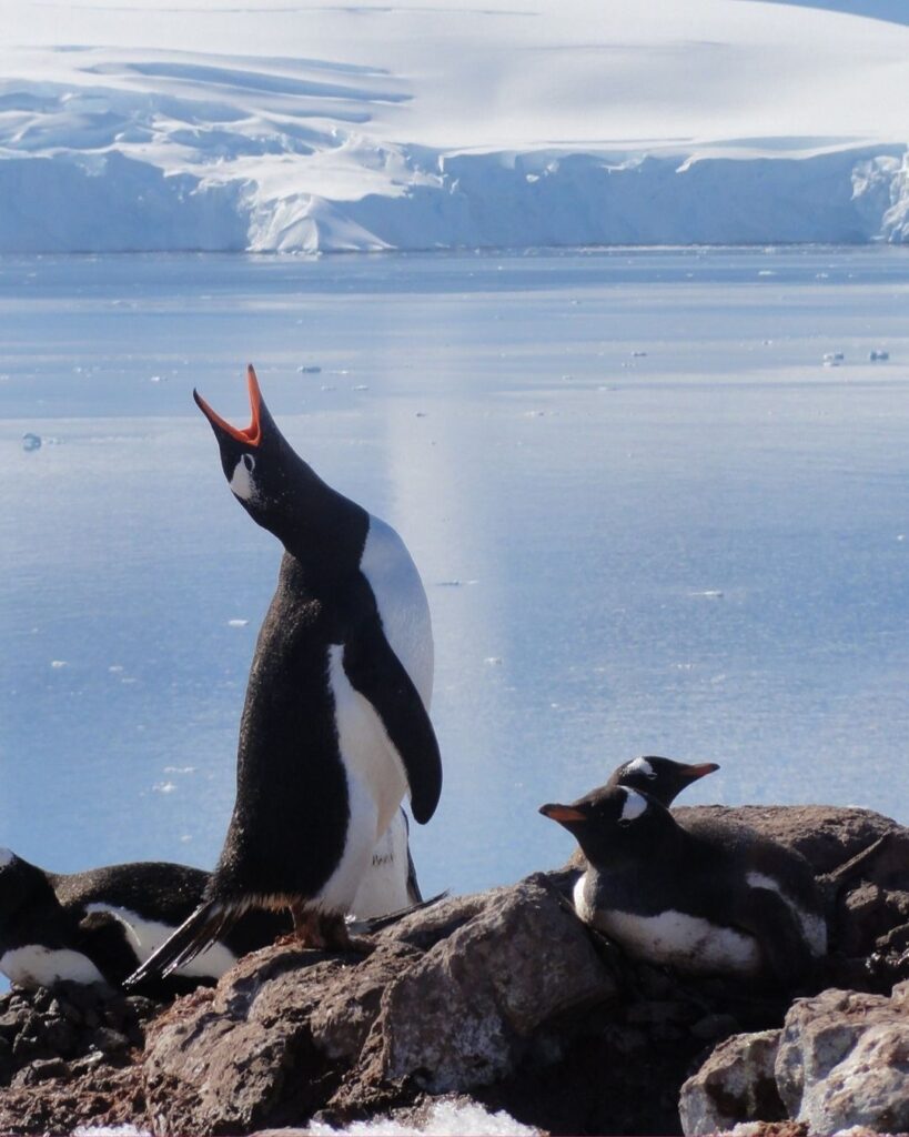 Gentoo penguin vocalizing on Antarctic terrain during breeding season