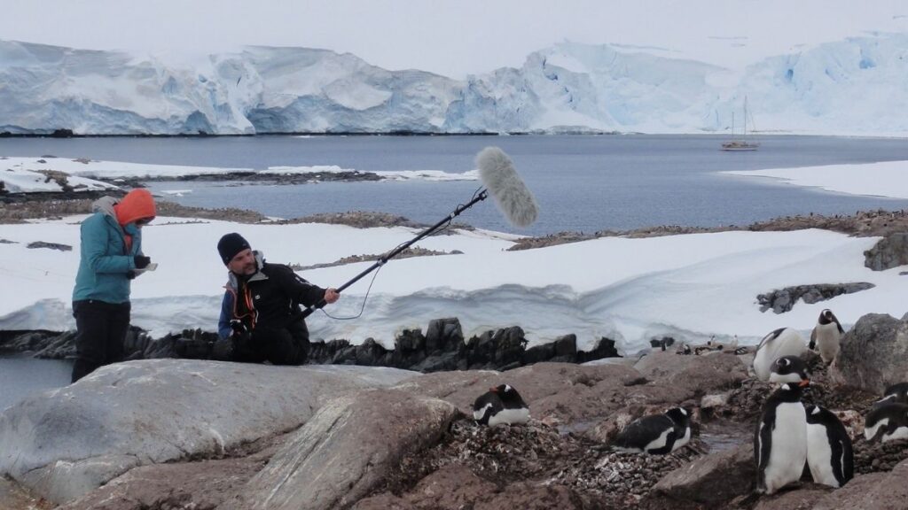 Researchers recording penguin sounds in Antarctica using a directional microphone