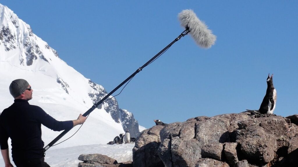 Researchers recording penguin sounds in Antarctica using a directional microphone