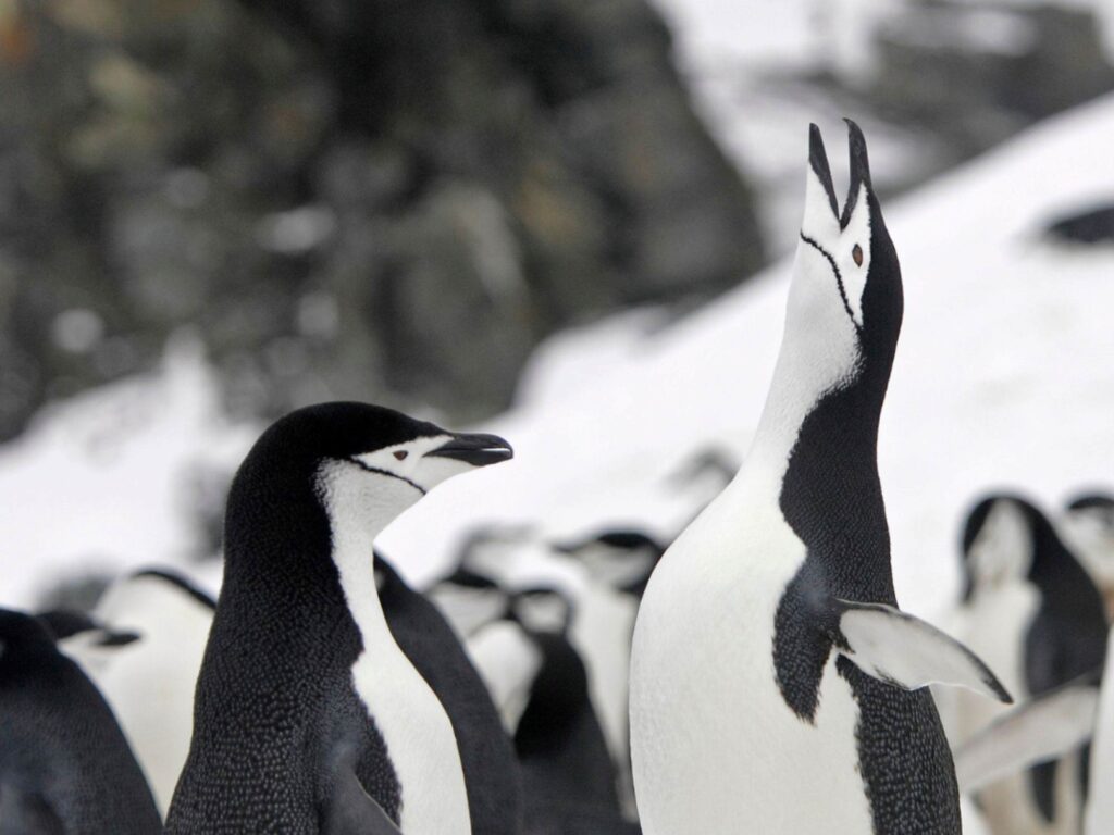 Micro Cruise Antarctica _5