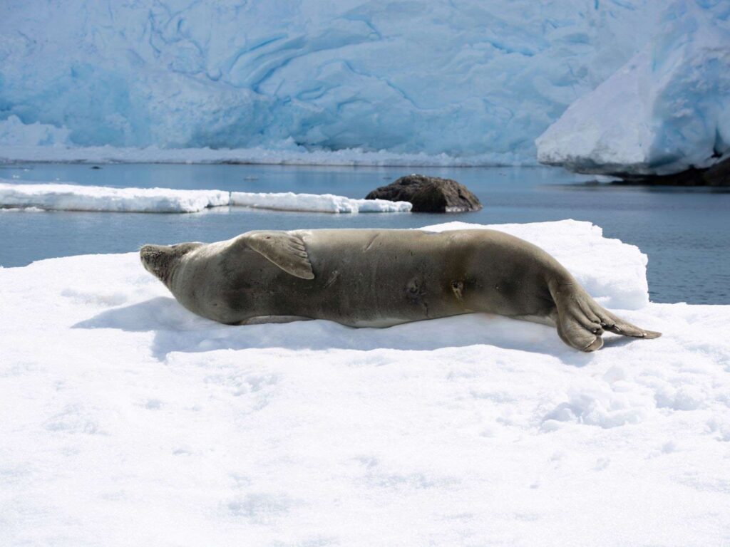 Micro cruise Antarctica_4