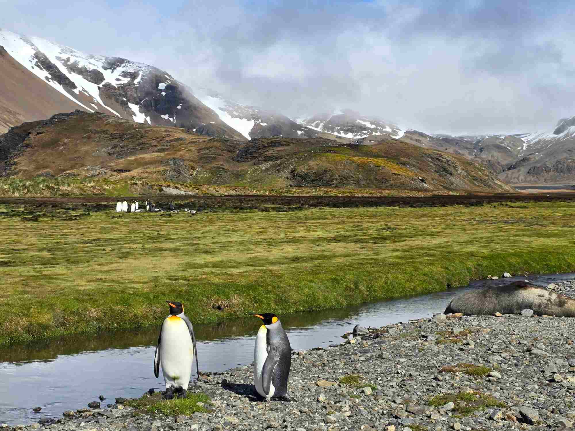 Meredian South Georgia 8