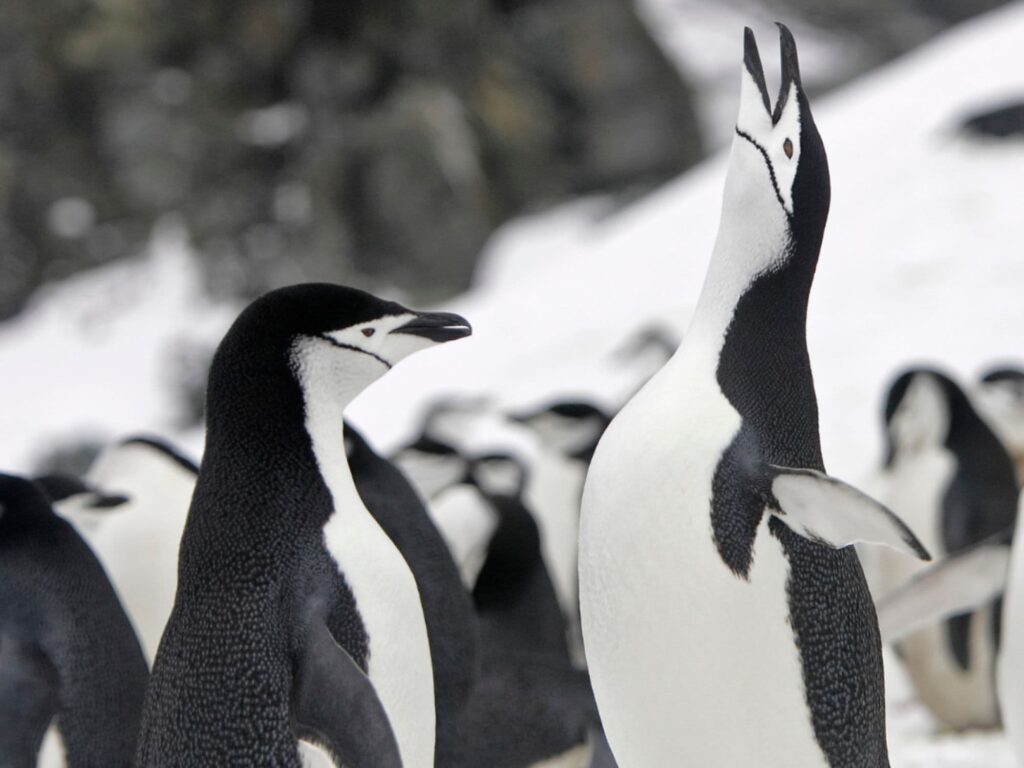Antarctica wildlife 2