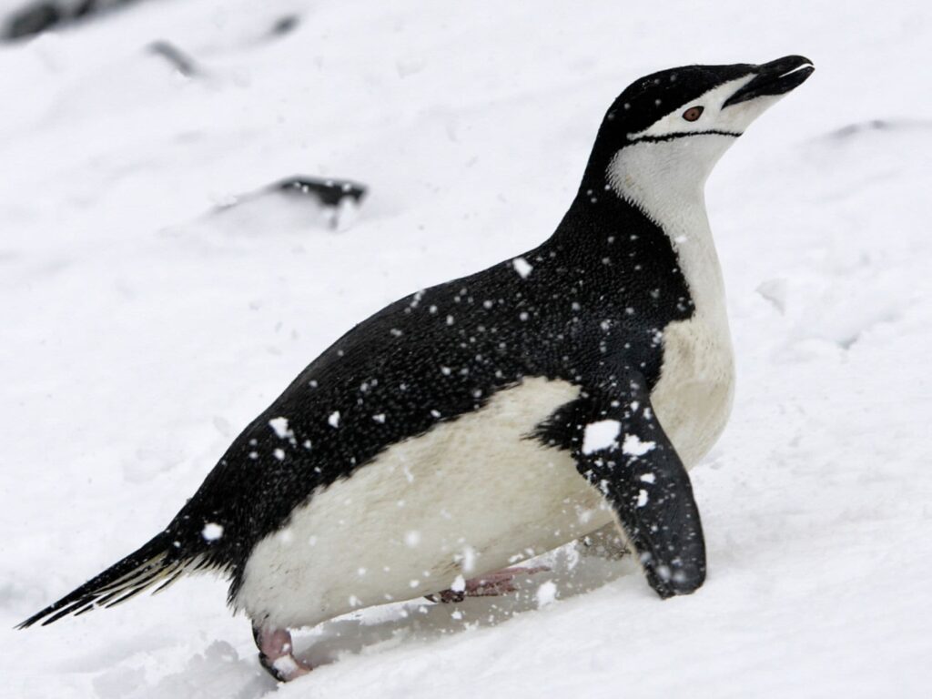 Antarctica wildlife 1
