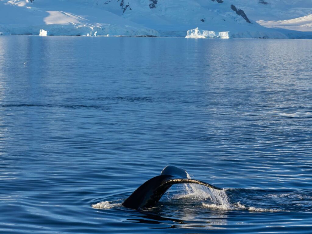 Antarctica 