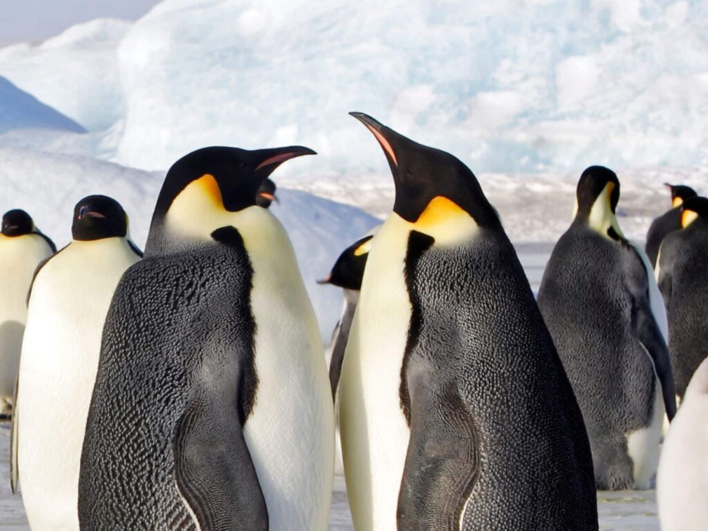 Penguin colonies