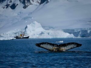 Antarctic