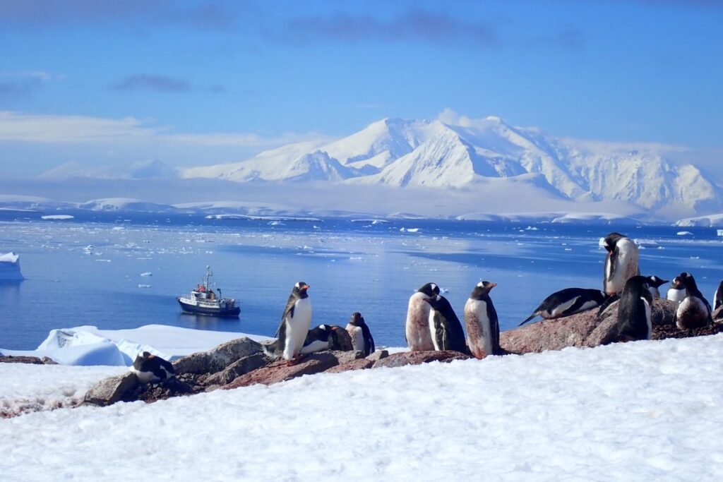 Penguin Colonies