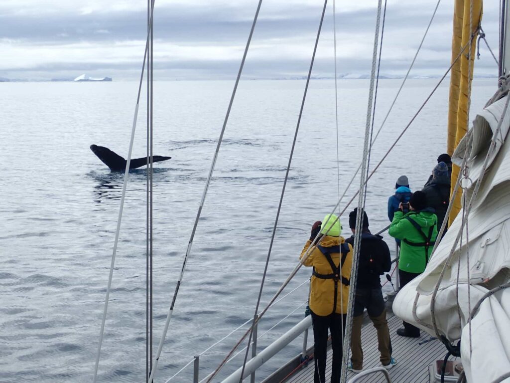 Travelers watching a whale