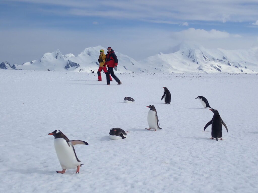 People walking with penguins