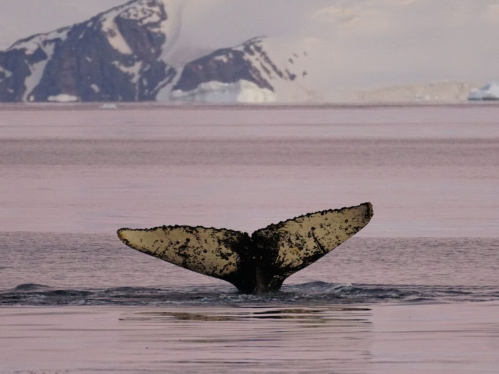 Whale tail