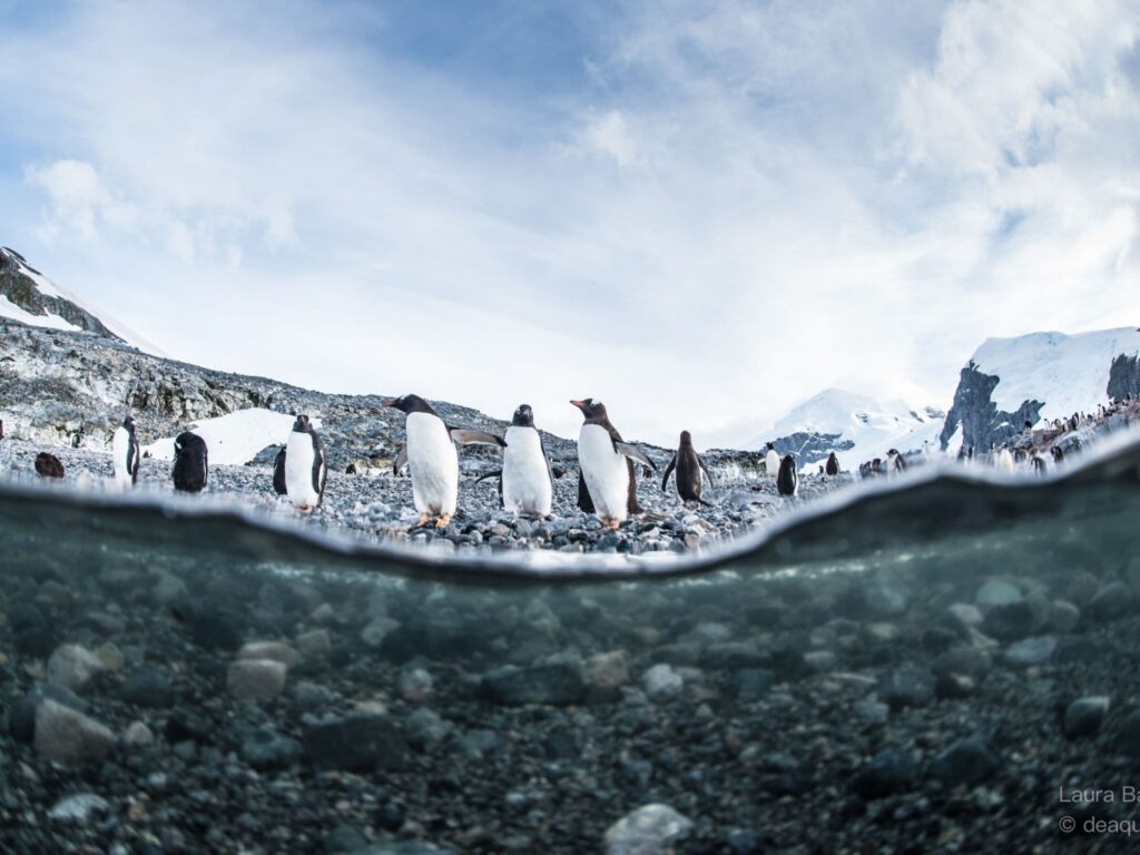 penguins near the water