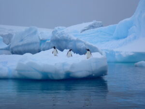Antarctic Wildlife penguins