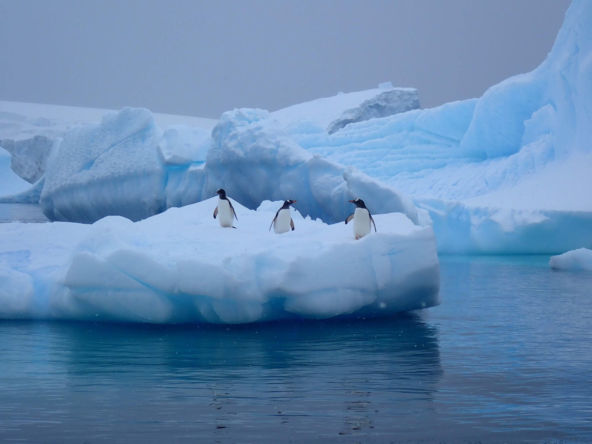 Antarctic Wildlife penguins