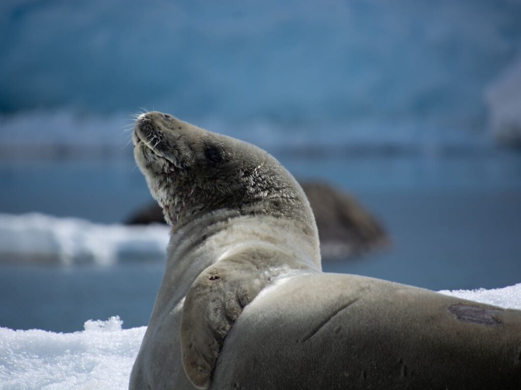 Seal