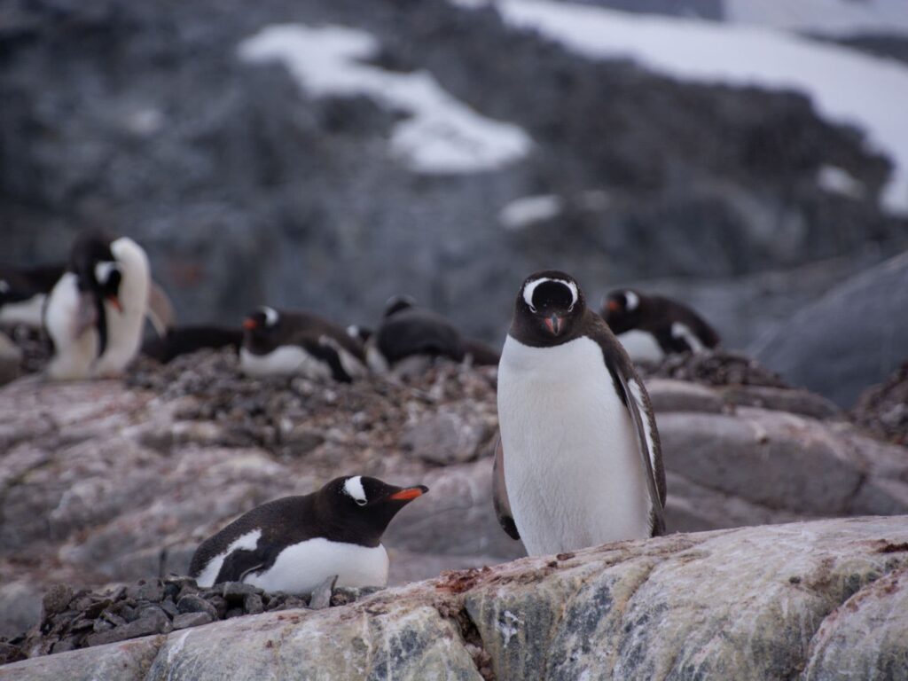 Penguins colonies