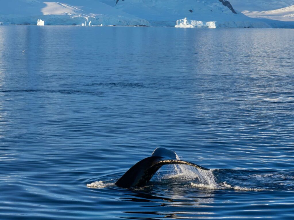 whale_1