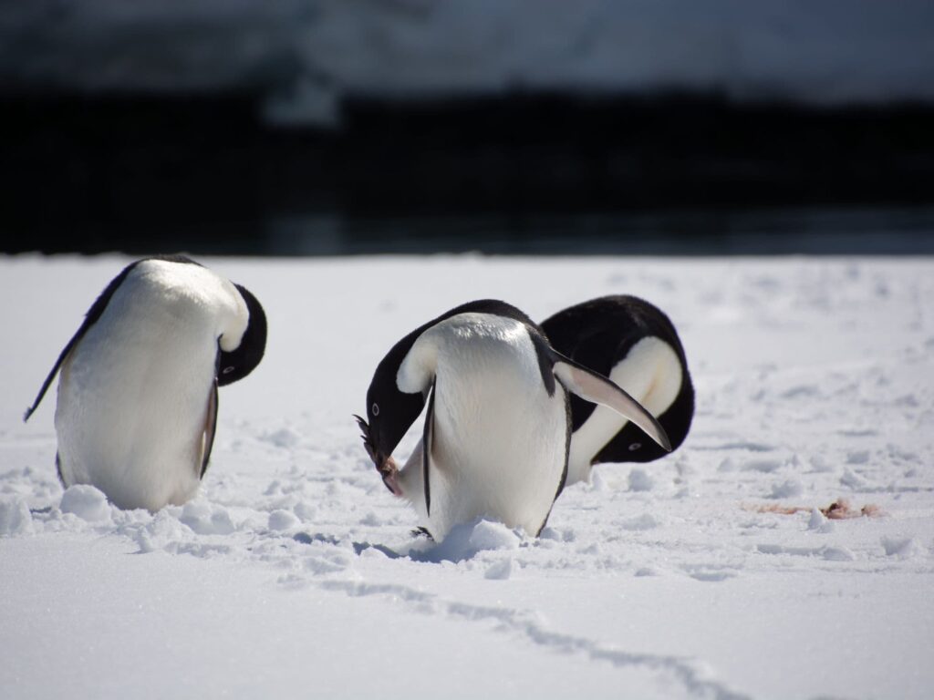 penguin_2